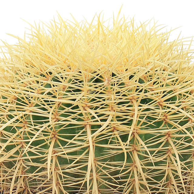 Cactus globe (Echinocactus)