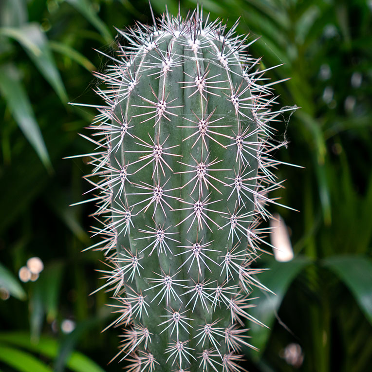 Acheter de la terre à cactus plus longtemps sèche