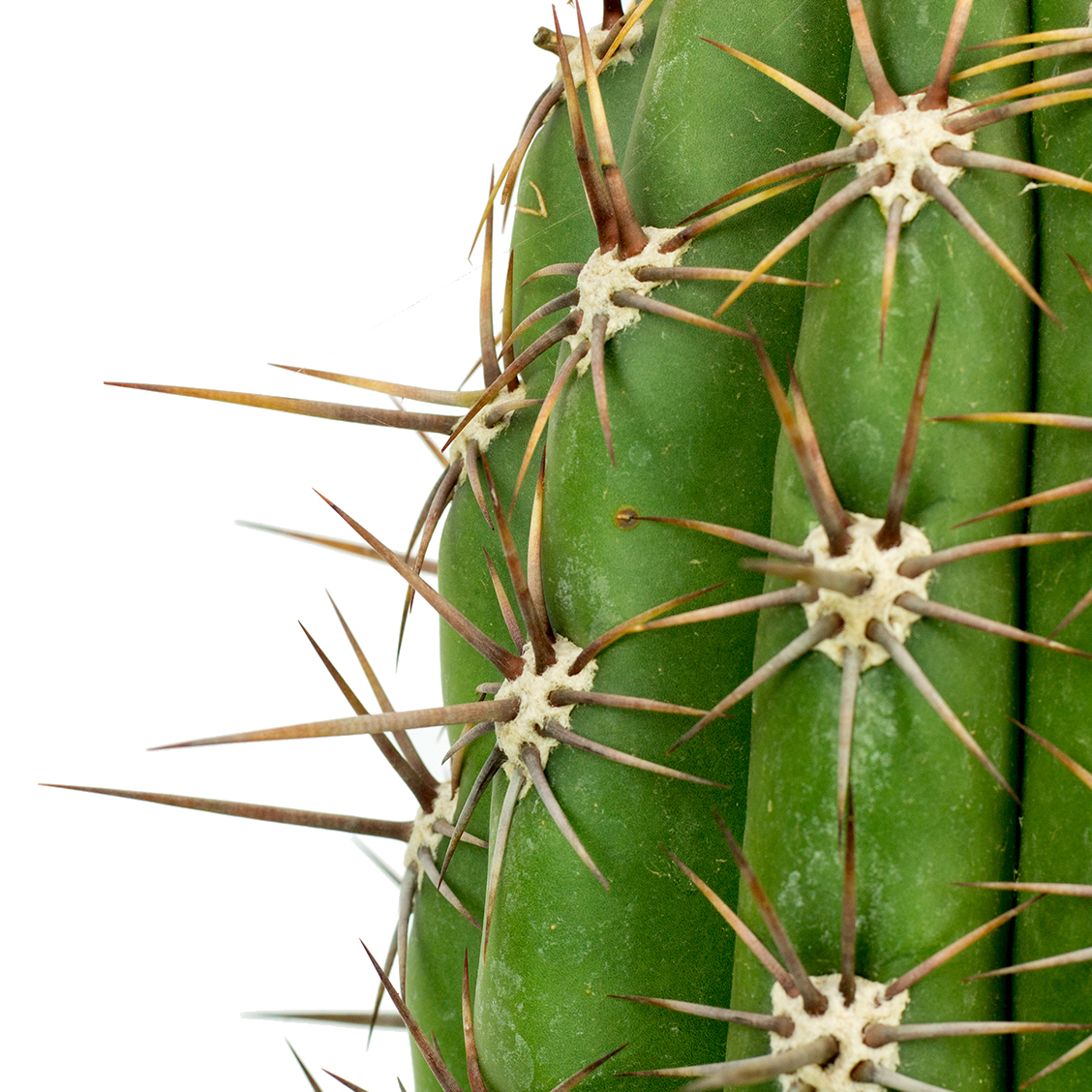 Acheter un grand cactus