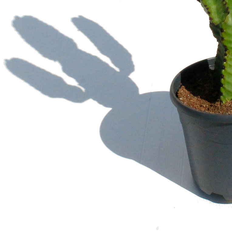 Cactus aimant le soleil 