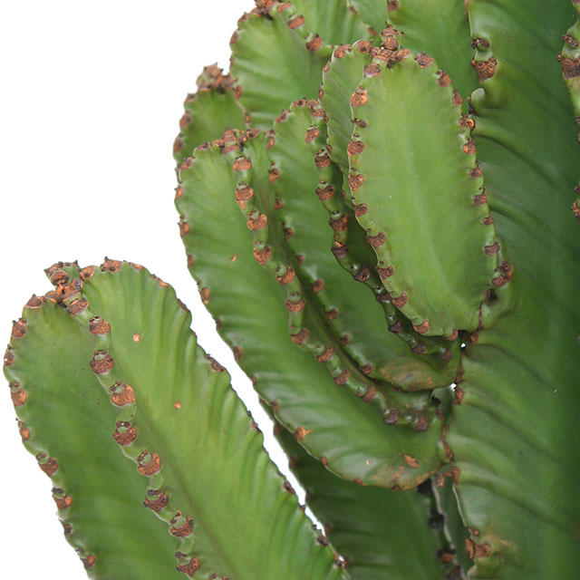 Acheter Euphorbia