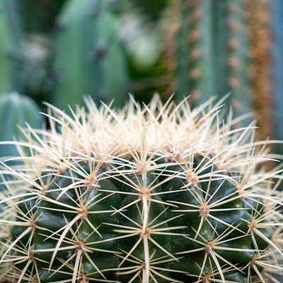 Cactus Boule
