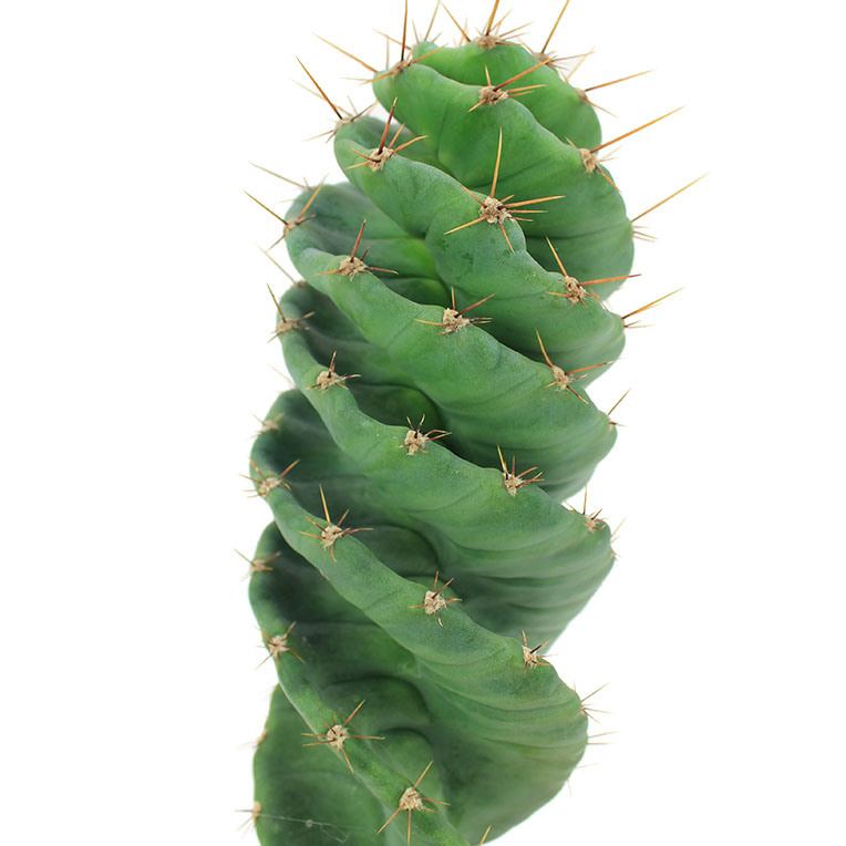 Acheter des cactus hydroponiques