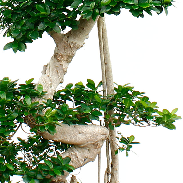 Acheter Ficus Microcarpa