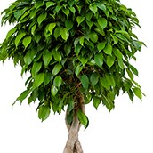 Commande de Ficus hydroponique en ligne