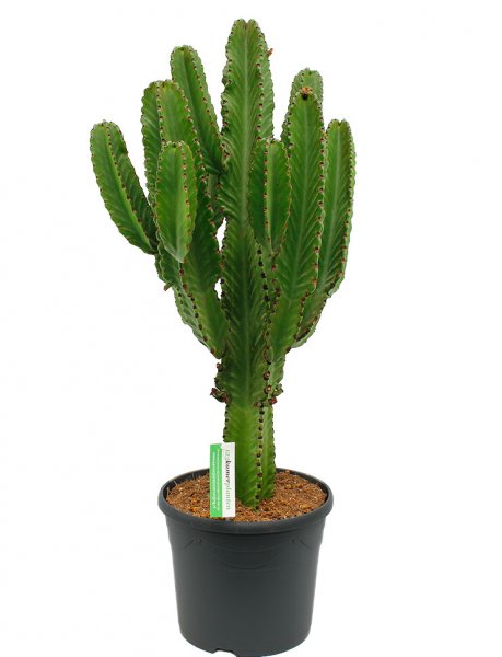 Acheter un grand cactus