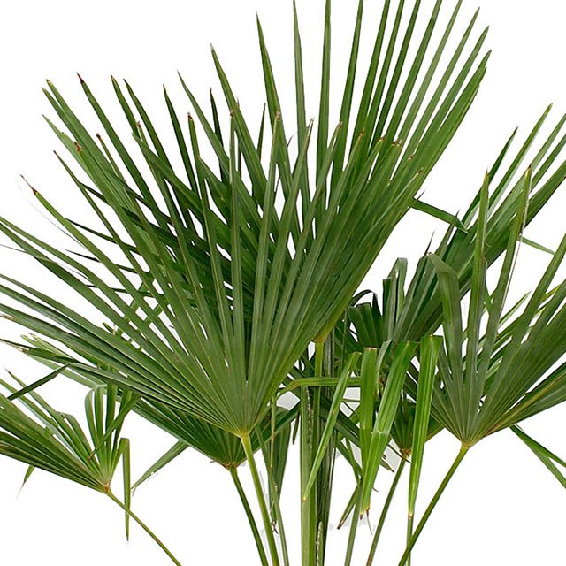 Acheter du chanvre palmier ?