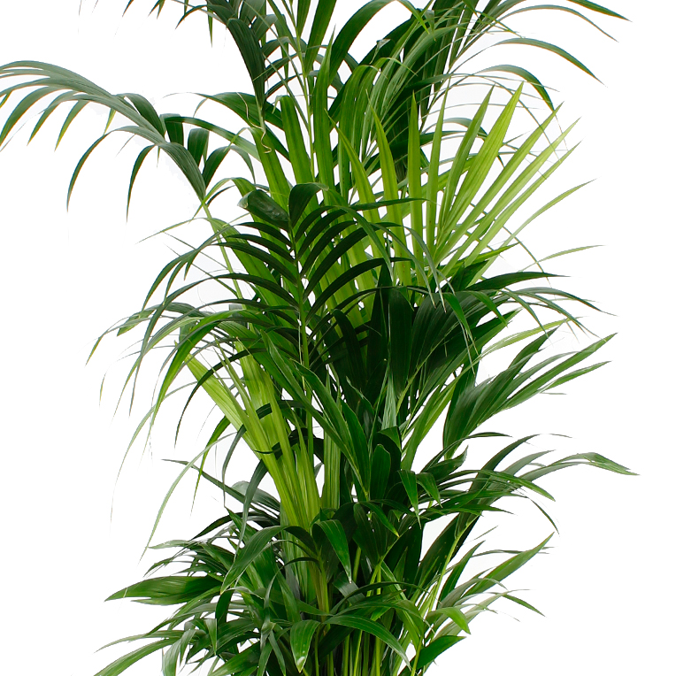 Commander le palmier Kentia hydroponique
