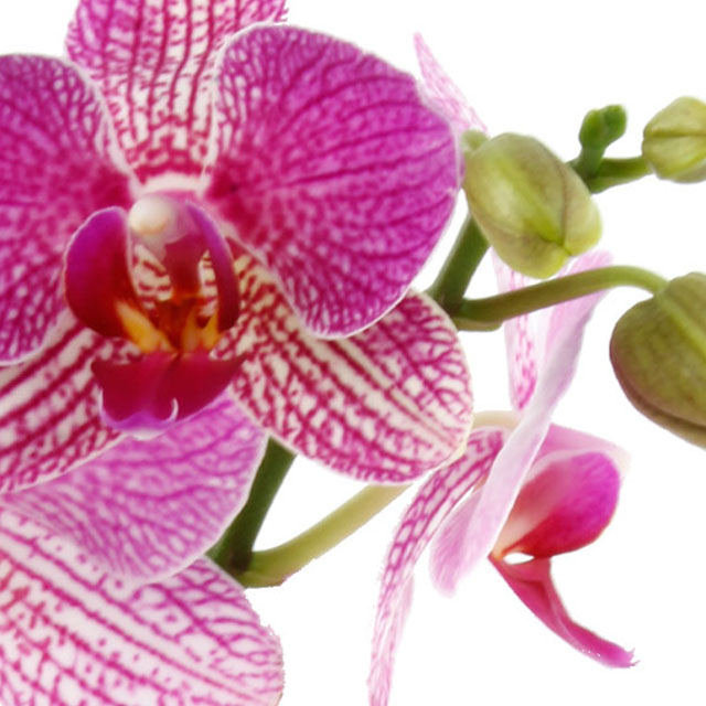 Acheter Orchidée Phalaenopsis?