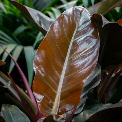 Philodendron Imperial Red