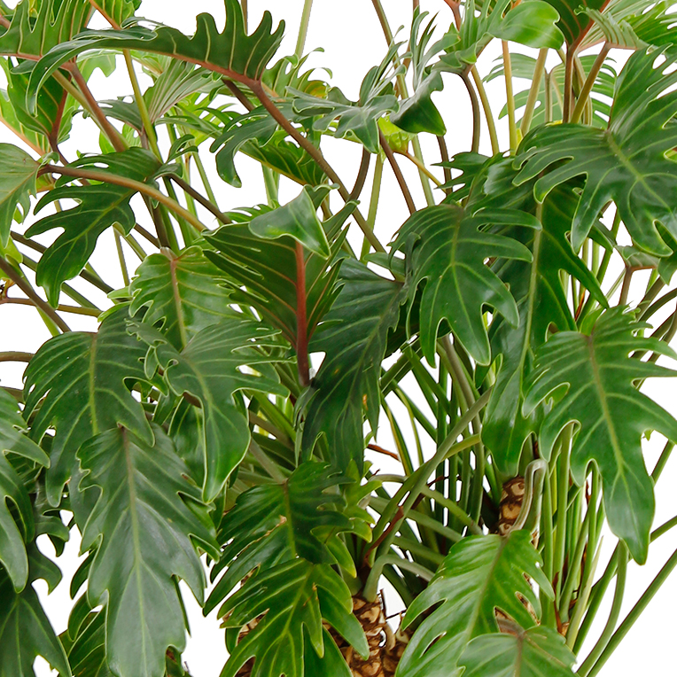 Acheter du Philodendron hydroponique