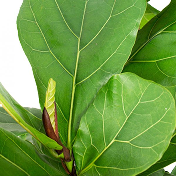 Acheter du Ficus Lyrata robuste