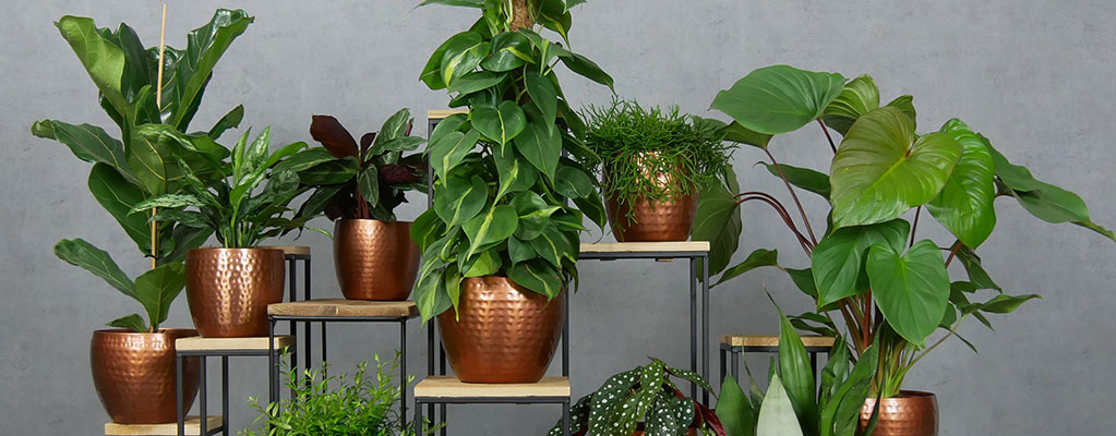 Plante+pots
