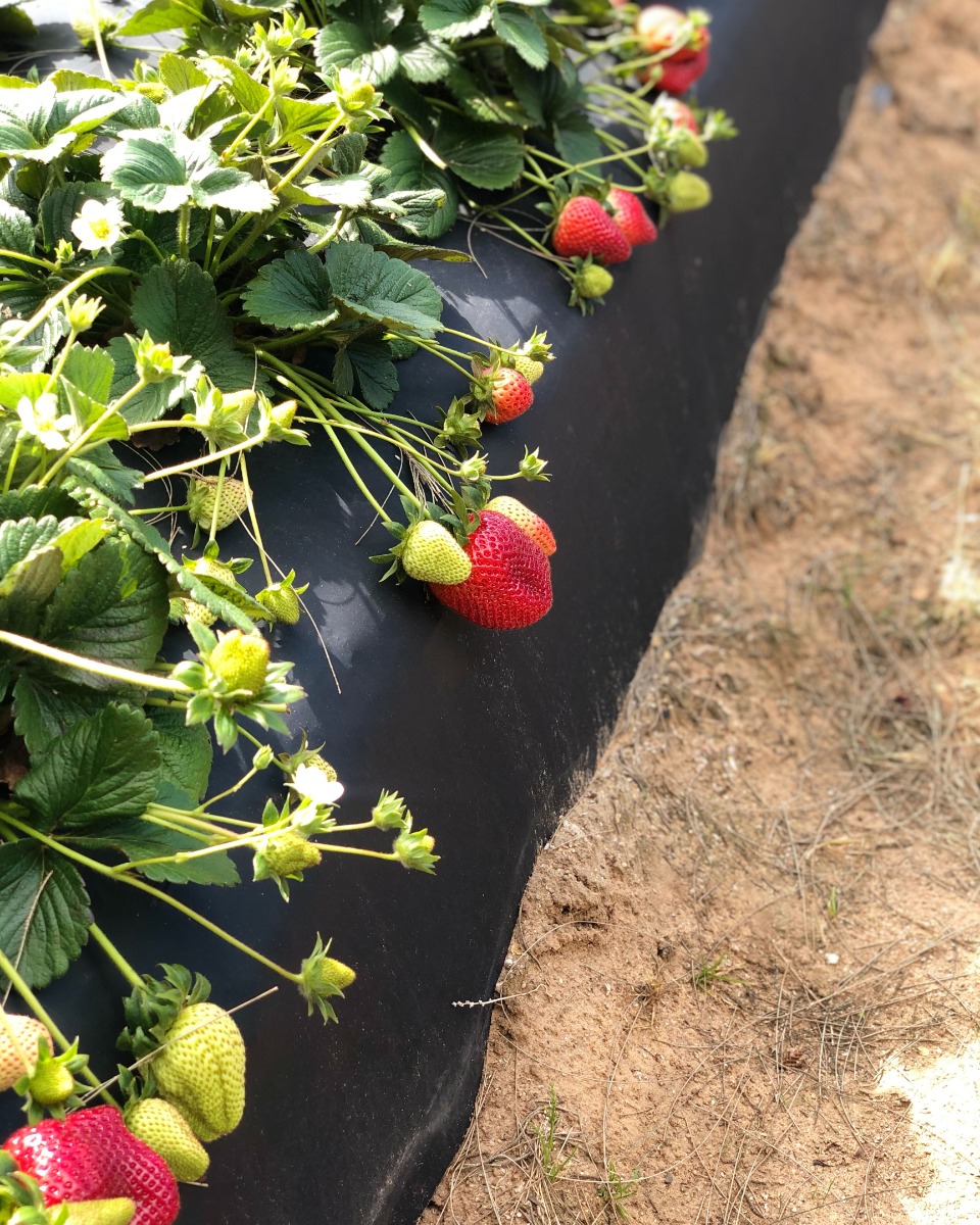 Entretien des plants de fraisiers
