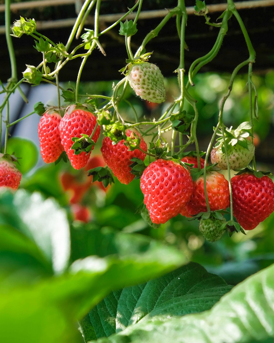 Plantation de fraises