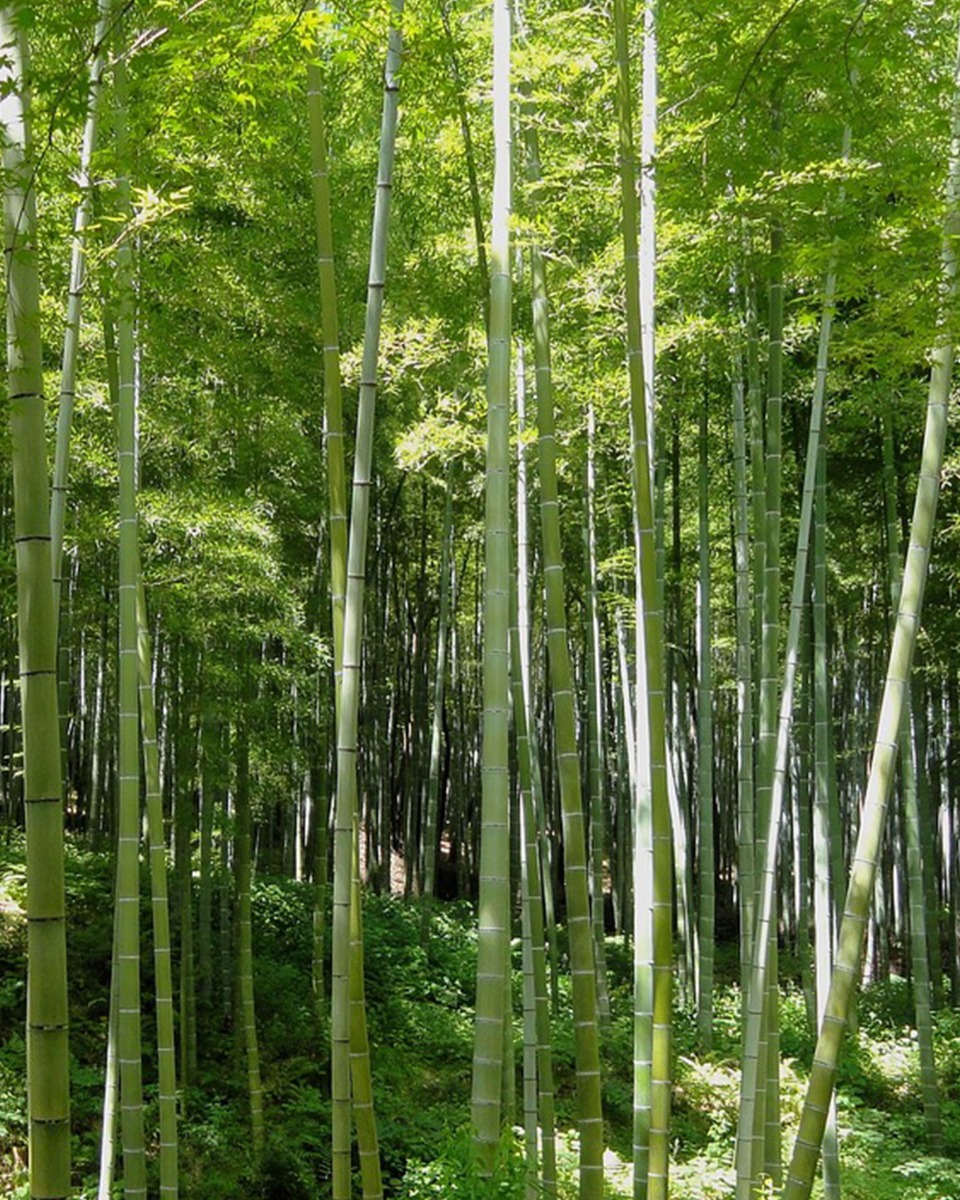 Emplacement du bambou