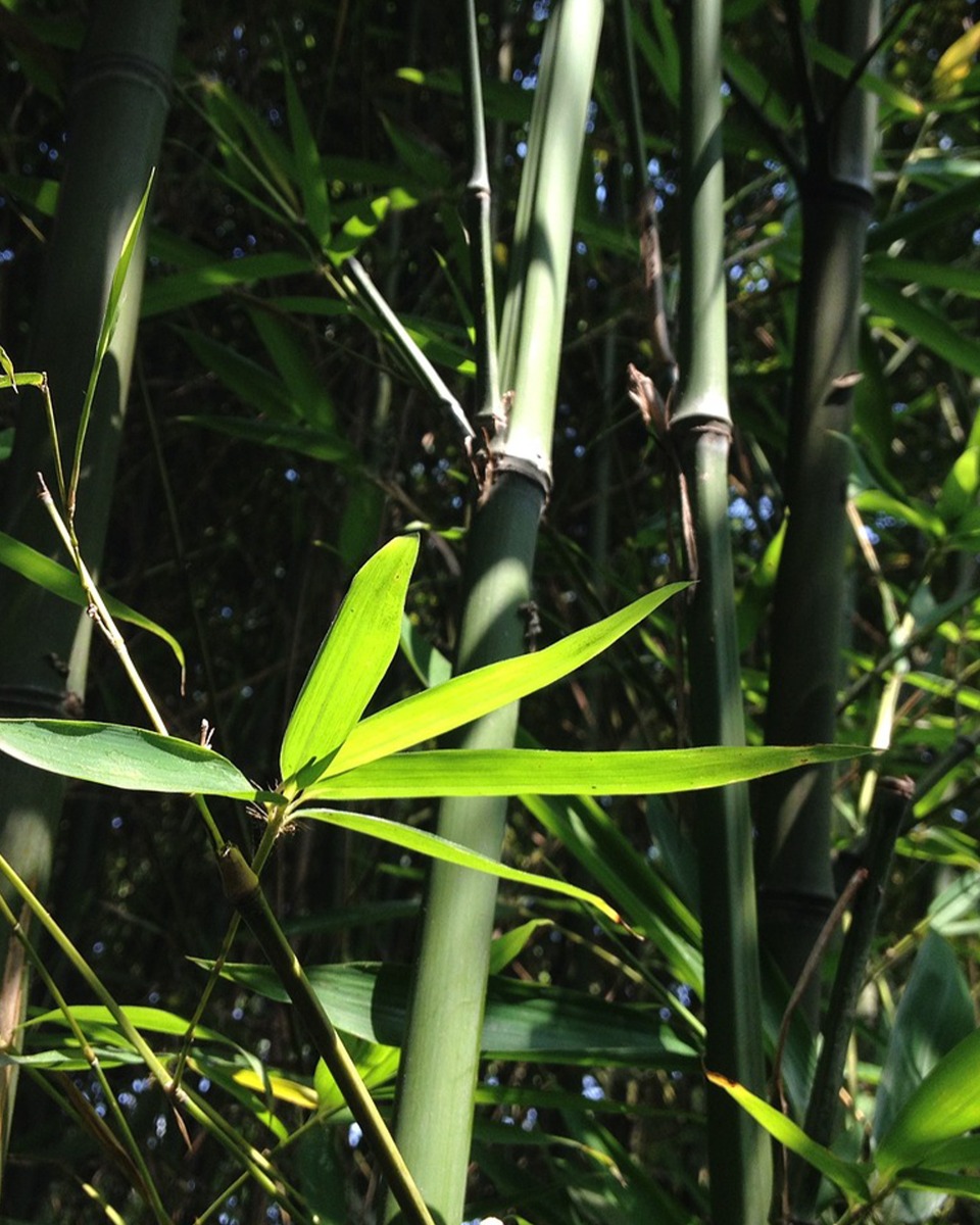 Entretien du bambou
