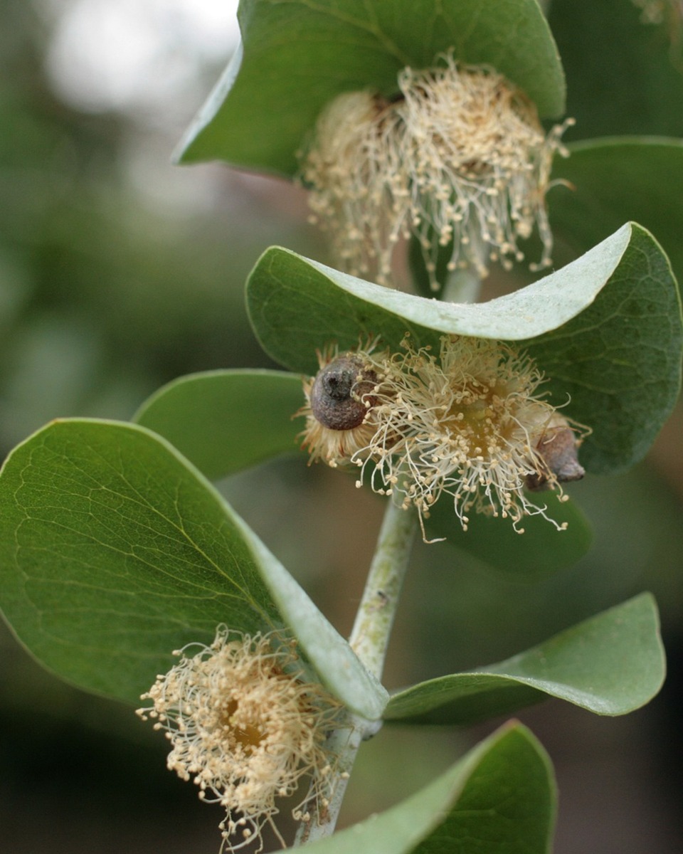 Fleurs d'eucalyptus 