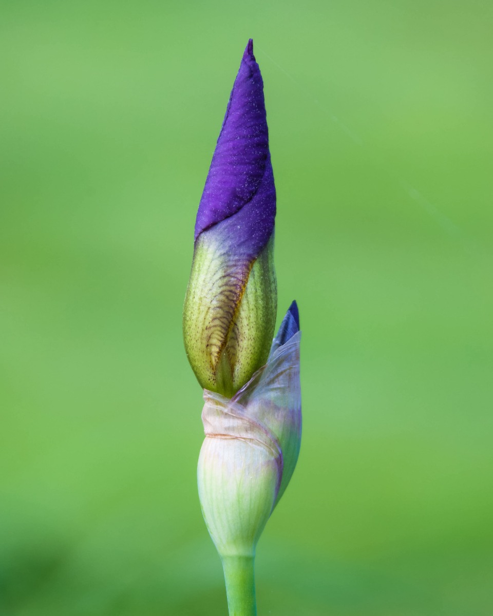 Fleurs de l'iris 