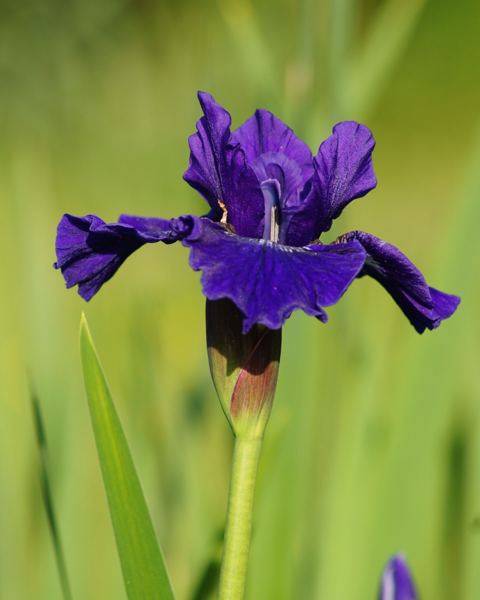 Arrosage de l'iris