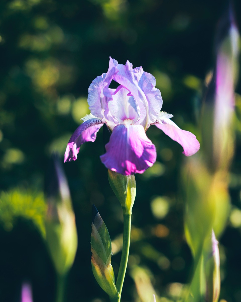 Plantes d'iris