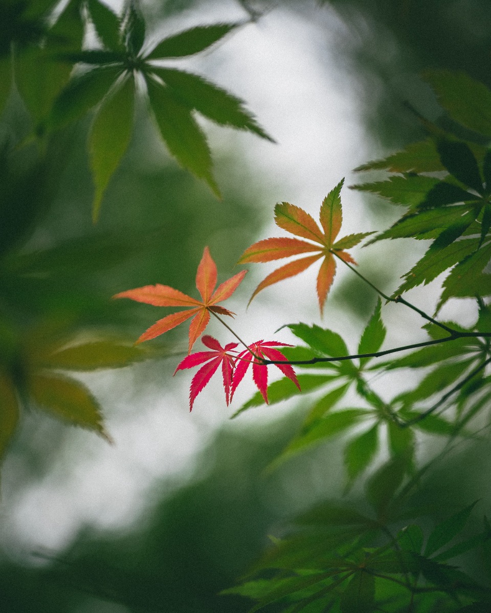 Fleurs de l'érable japonais