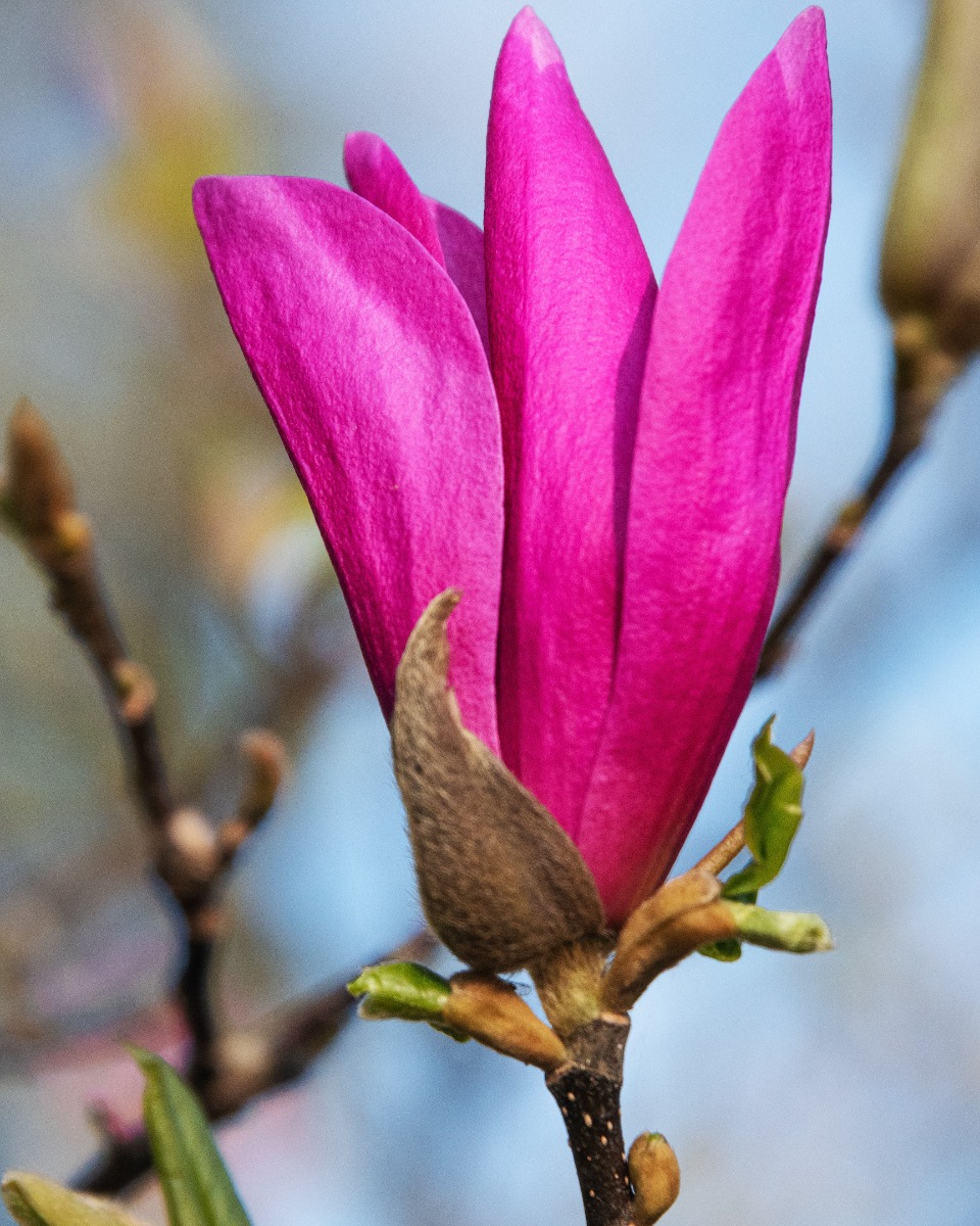 Plantation de magnolias