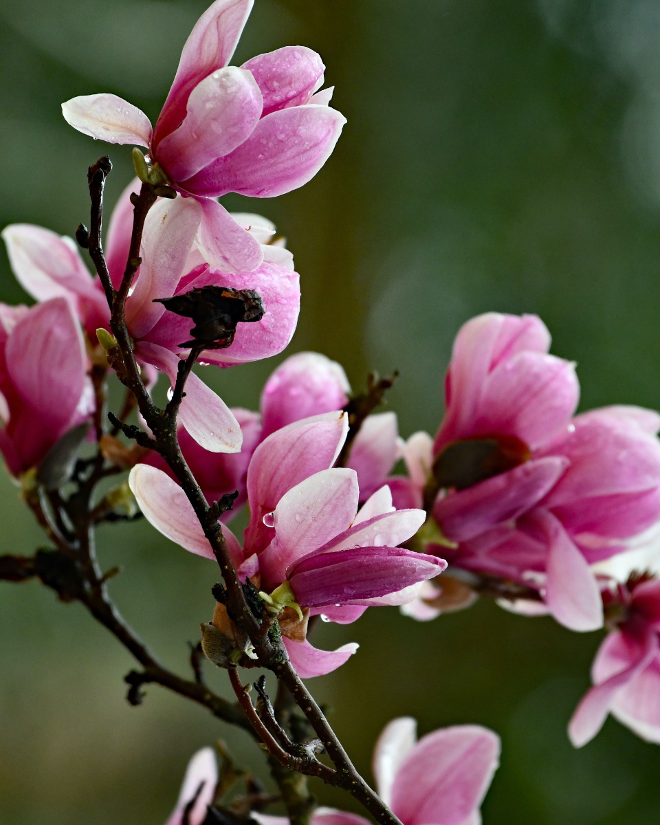 Arrosage des magnolias