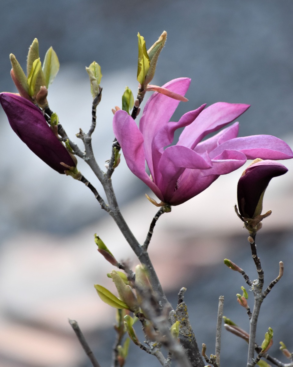 L'alimentation du magnolia