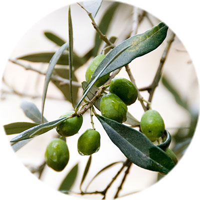 Acheter un olivier