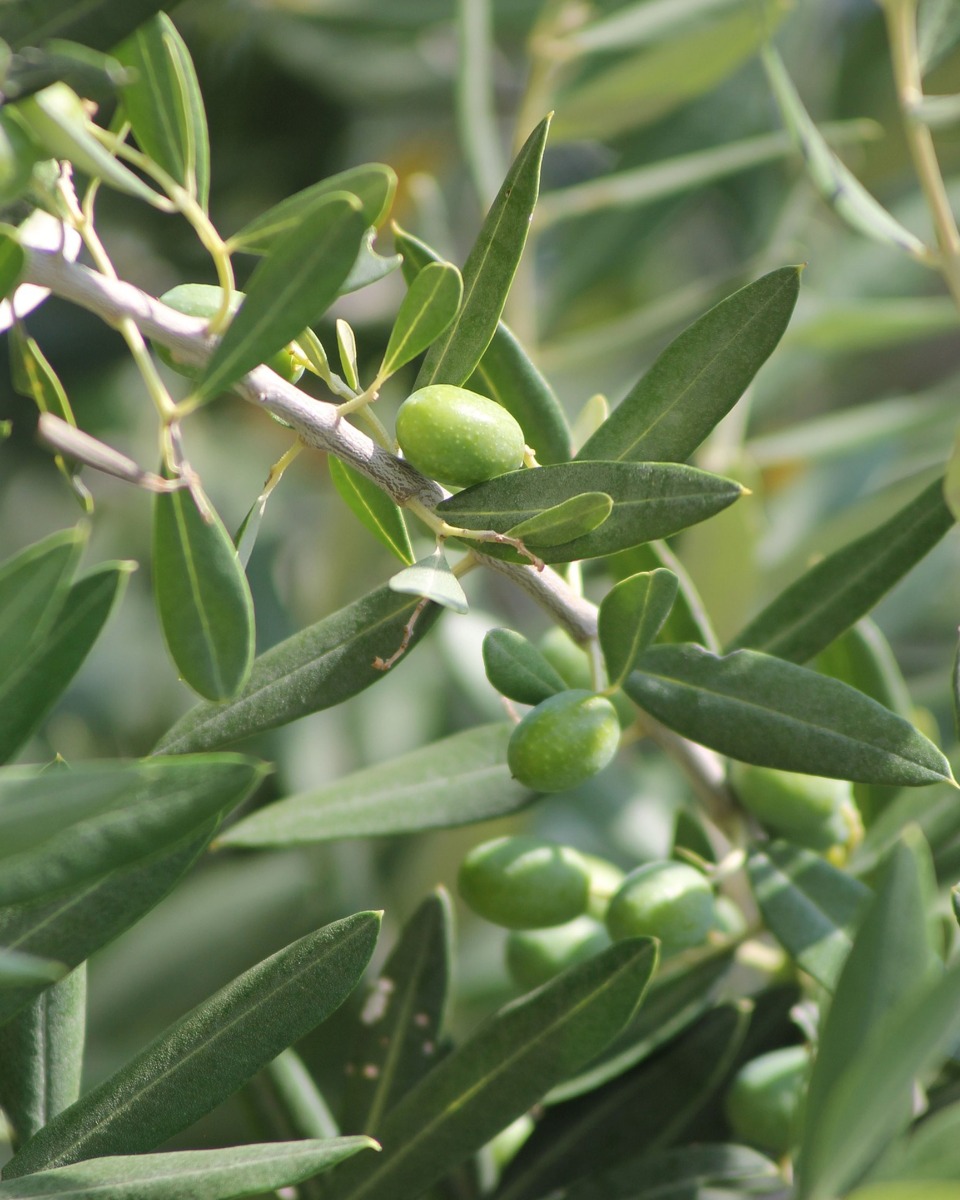 Arrosage de l'olivier