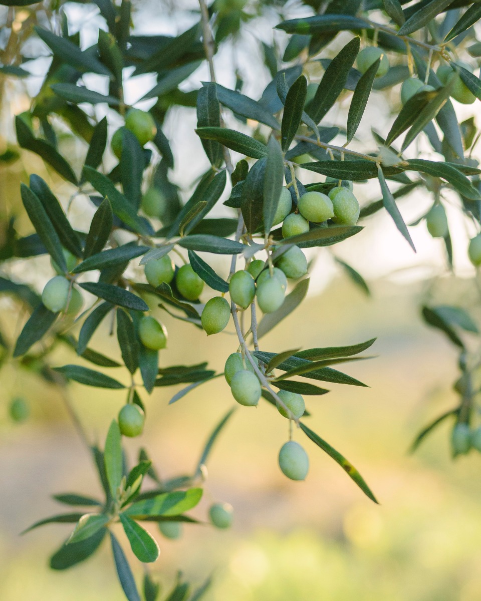 Branches et tronc d'olivier