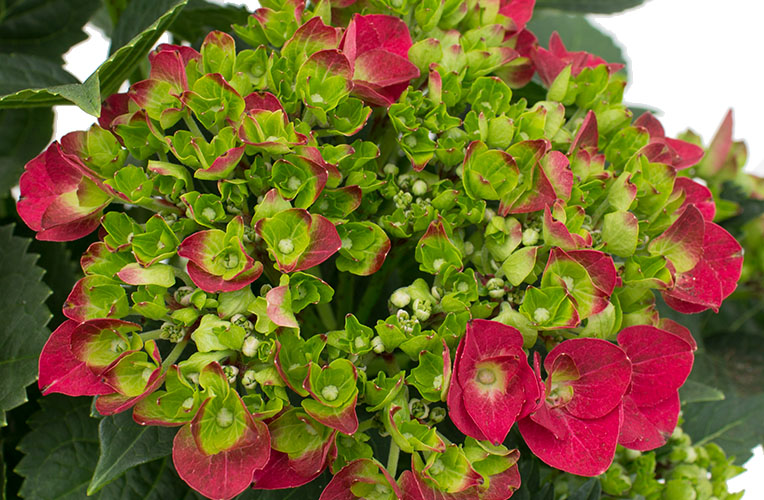 Fleurs de couleur hortensia