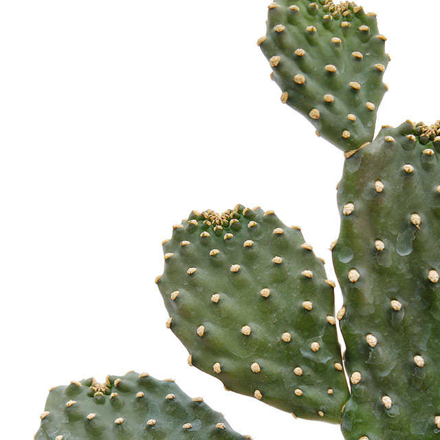 Acheter un cactus Opuntia