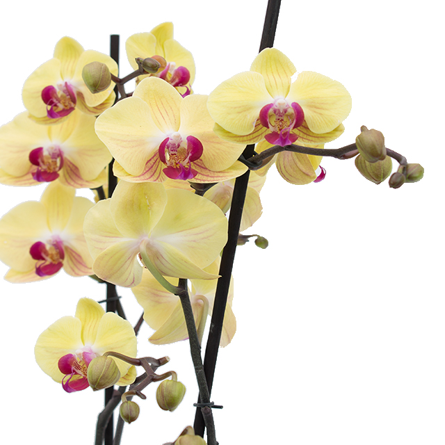 Acheter une orchidée