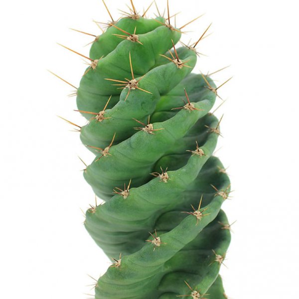 Cactus twister tordu