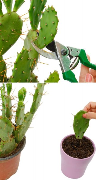 taille et propagation des cactus