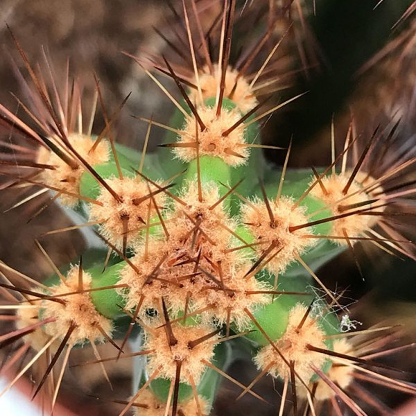 épines de cactus