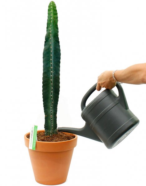 arroser un cactus 