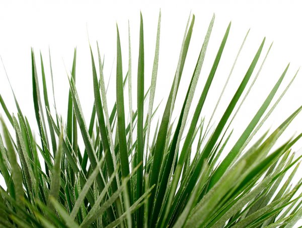 Chamaerops humilis feuille de palmier