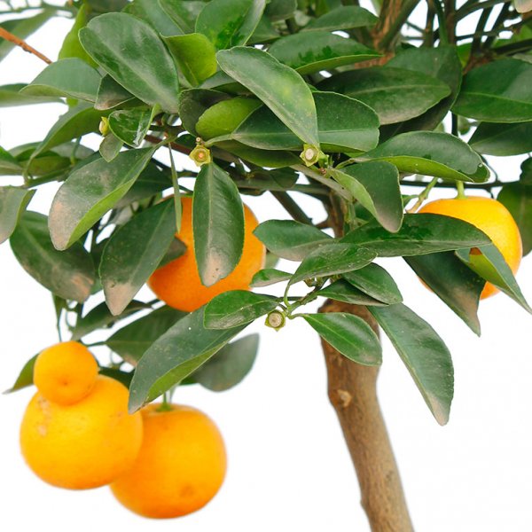 Agrumes et oranges