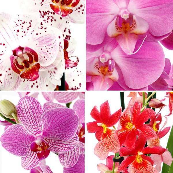Orchidées de couleur différente